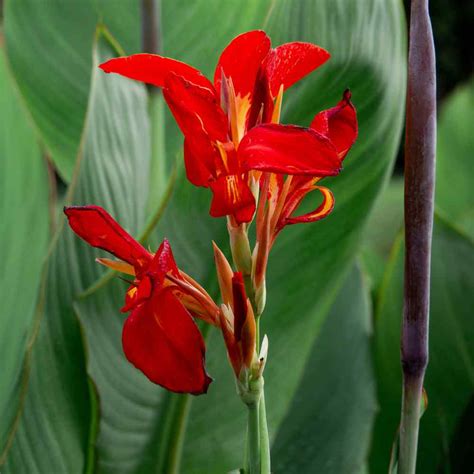 Canna Seeds - Grow Red Canna Lily From Flower Seeds