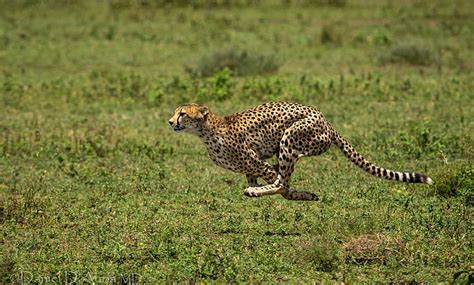 HD wallpaper: Cheetah running, Animal, runs, spots | Wallpaper Flare