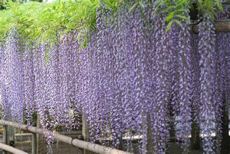 Japanese Wisteria Wisteria floribunda - 5 Seeds