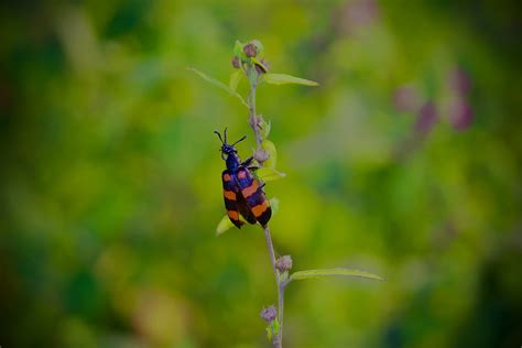 Blister Beetle Bite: How to Identify and Treat