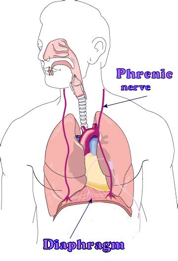 What is the structure and function of the phrenic nerve? — Brain Stuff