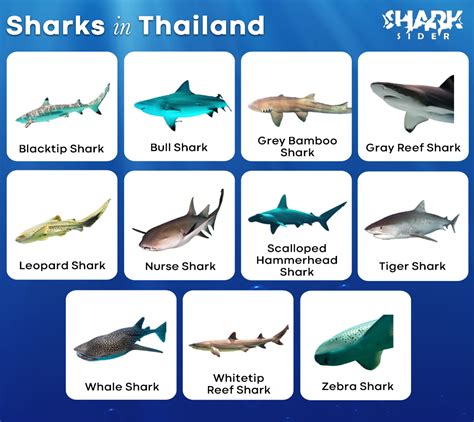 List of Sharks in Thailand with Pictures