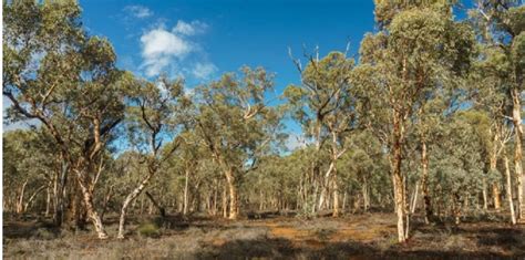 What is the Mediterranean forest? - WhatMaster