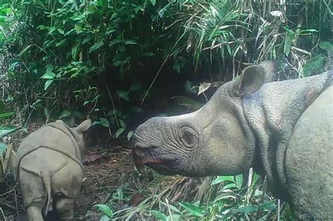 Two endangered Javan rhino calves spotted in Indonesian park