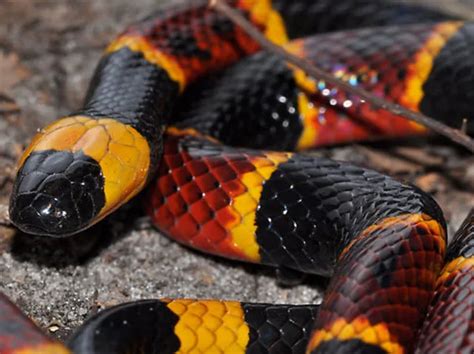 Is A Yellow And Black Snake Poisonous