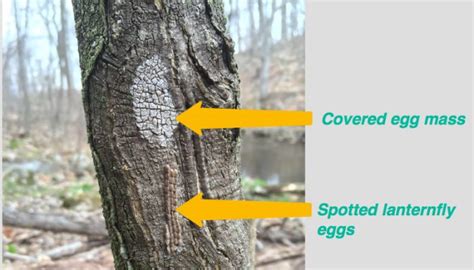 Stop the spotted lanternfly: identify and destroy their eggs | Philadelphia Parks & Recreation ...