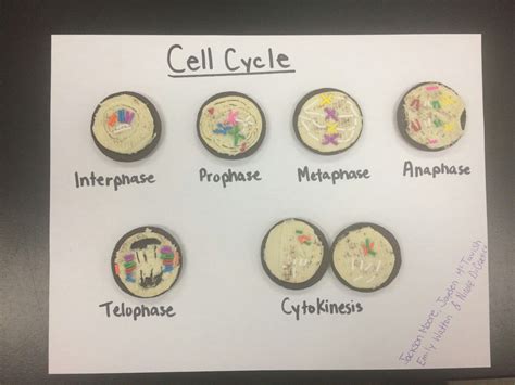 Pin by Essex DHS on OREO Mitosis 2017 | Watton, Mitosis, Personalized items