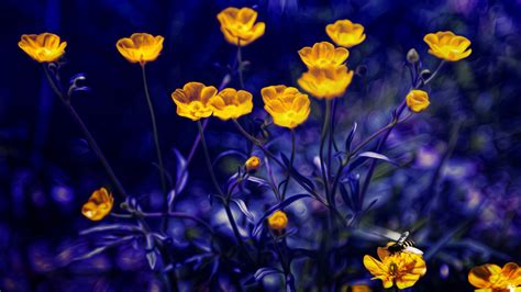 Blue And Yellow Flowers Wallpapers - Wallpaper Cave