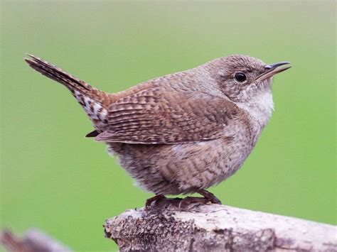 House Wren - eBird | Ornithology, Wren, Species