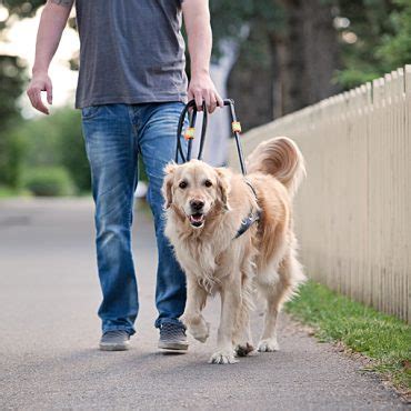 golden_retriever_guide_dog_calgary_pet_photos - SarahAnn Dog PhotographySarahAnn Dog Photography