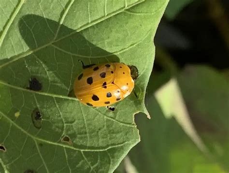 Squash Beetles: How to Identify and Treat - Okra In My Garden