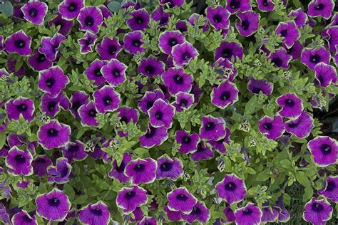 Petunias: Plant Care and Collection of Varieties - Garden.org