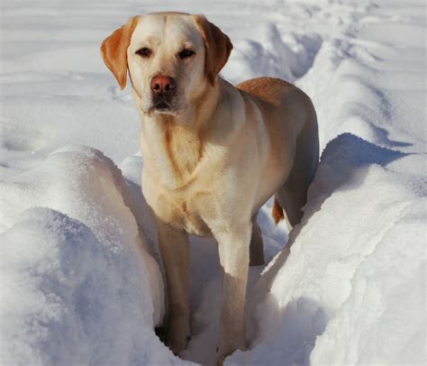 Fantastica Animal: Labrador Retriever Dog