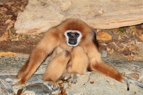 Close Up Of A Handed Gibbon Stock Photo - Image of grass, asia: 64497886