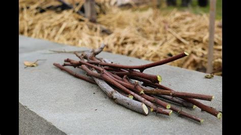 Pruning Jujube Trees: Permanent & Non-Permanent Branches - YouTube