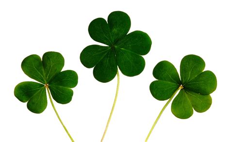 Klee Four Leaf Clover Luck Lucky · Free image on Pixabay