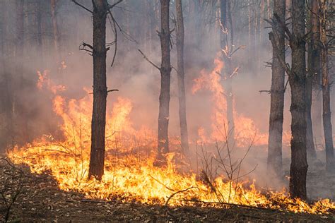 New strategy devised to tackle wildfires | News | Eco-Business | Asia Pacific