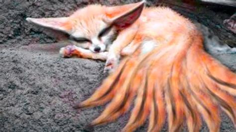 15 Foxes You Won’t Believe Actually Exist - YouTube