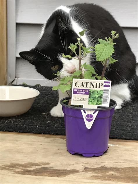 The Best Catnip for Cats: Indulging Your Kitty's Fun Side