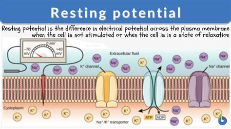 Resting potential Definition and Examples - Biology Online Dictionary