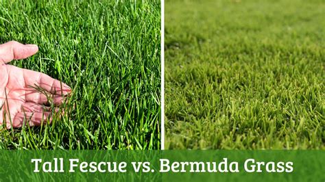 Tall Fescue Vs Fine Fescue: Which Is The Better Turf Grass?, 59% OFF