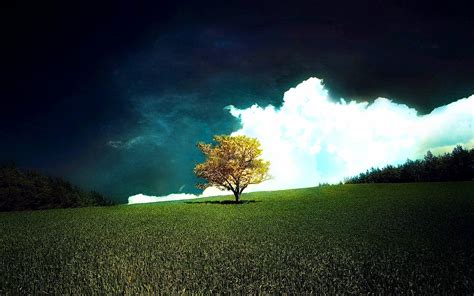 Lonely Tree Wallpapers - Wallpaper Cave