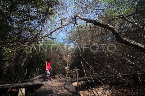 WISATA HUTAN MANGROVE TNBB | ANTARA Foto