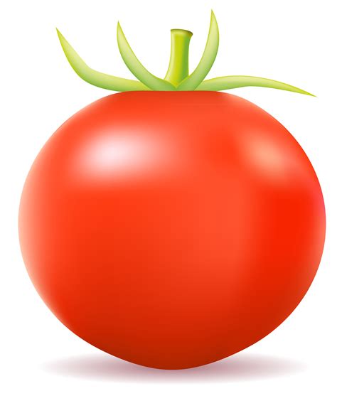 tomato vector illustration 513450 Vector Art at Vecteezy