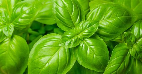 Genovese Basil Growing & Care Guide - The Garden Magazine