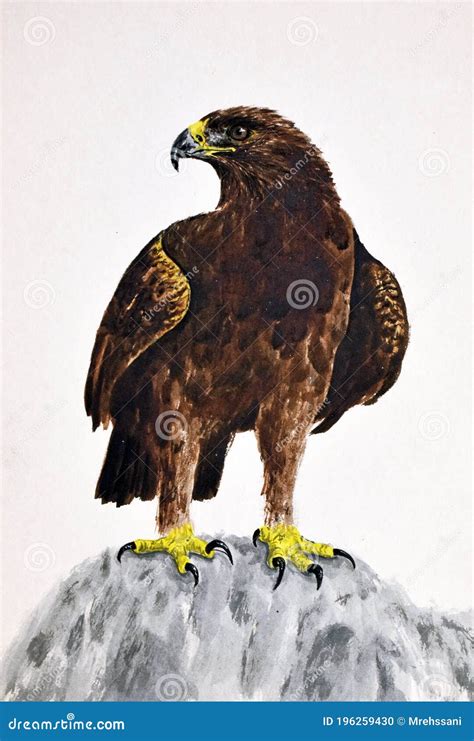 Watercolor Painting Illustration of Golden Eagle Stock Photo - Image of rock, eagle: 196259430