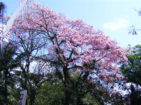 Maquilishuat - Bellas fotos del árbol Nacional de El Salvador