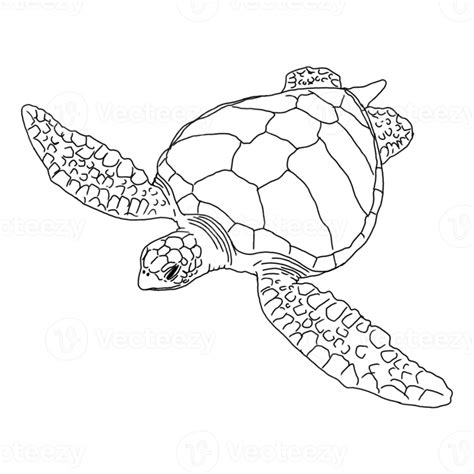 Animal - Sea Turtle Line Art 14220626 PNG