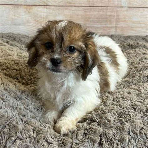 Dachshund/Shih Tzu Puppies for sale - Tullys Kennels