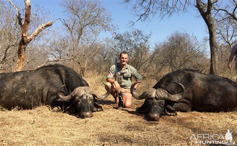 Buffalo bulls | AfricaHunting.com