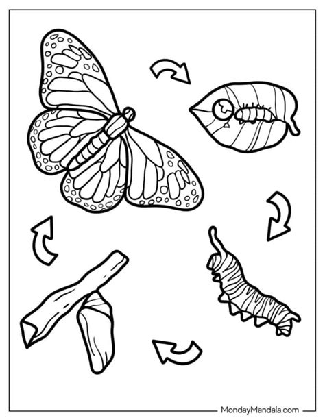 Coloring Pages Caterpillar To Butterfly