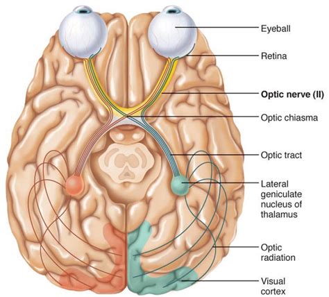 Optic Chiasm Anatomy - Anatomy Reading Source