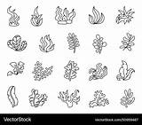 Underwater Sea plants coloring Page Seaweeds Vector Image sketch template