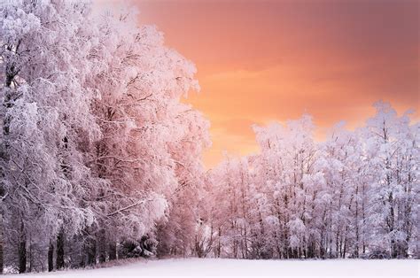 3840x2546 winter forest 4k cool wallpaper for pc | Pink wallpaper laptop, Pink wallpaper ...