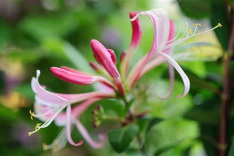 Top 10 Plants For Birds (pictures) - BBC Gardeners World Magazine