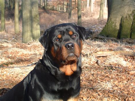 Big Rottweilers Wallpapers - WallpaperSafari