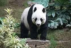 Giant panda - Wikipedia