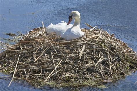 Swan Mute nesting stock photo. Image of beak, bird, nesting - 13915180