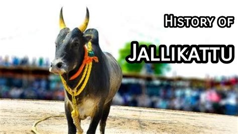 History Of Jallikattu: The History Of A Religious Festival In India - YouTube