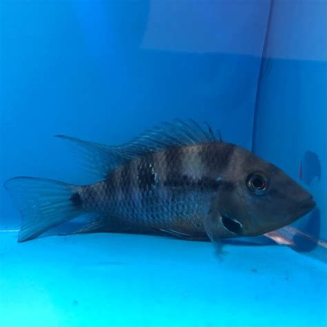 firemouth cichlid | Thorichthys meeki | freshwater fish