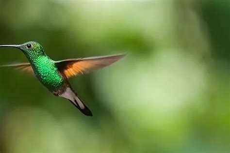 Begini Cara Kerja Organ Pernapasan Amfibi, Reptil, Burung, Ikan, Cacing, Serangga: Jawaban Kelas ...