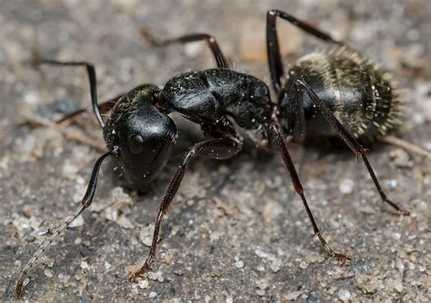 8 Types of ANTS found in Missouri! - Bird Watching HQ