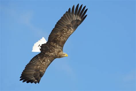 White-tailed Eagle wallpapers, Animal, HQ White-tailed Eagle pictures | 4K Wallpapers 2019