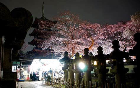 Ueno Park cherry blossom night illumination “Yozakura” | Ueno park, Cherry blossom, Blossom