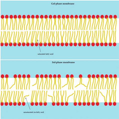 Different fluidity of cell membranes depending on the saturation of ...