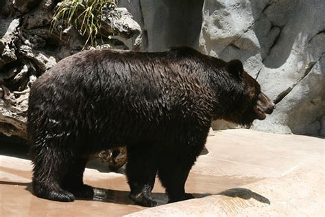 Ussuri Brown Bear (Subspecies Ursus arctos lasiotus) · iNaturalist.org